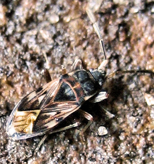 Lygaeidae: Scolopostethus sp. delle Madonie